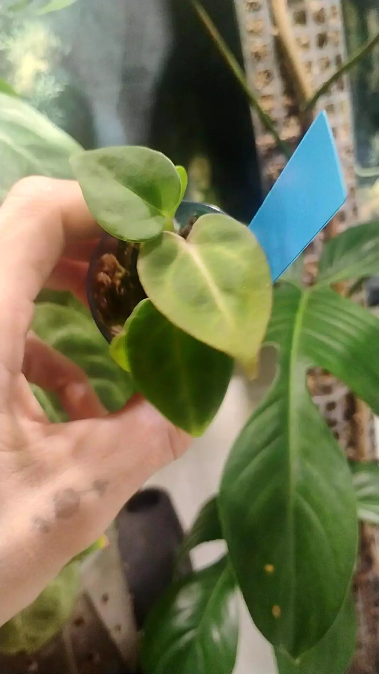 plant/Carla(greige ×RC)×crystal× carla 2 seedlings-0