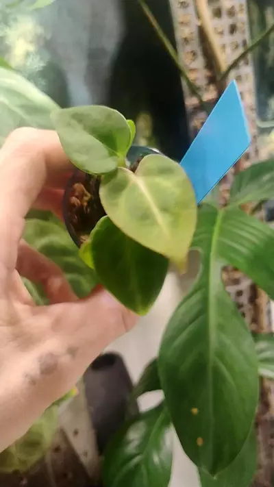 plant/Carla(greige ×RC)×crystal× carla 2 seedlings-0-thumbnail