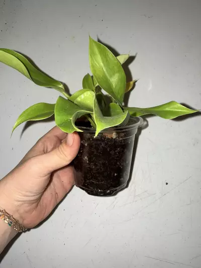 plant/Moonlight Philo-0-thumbnail