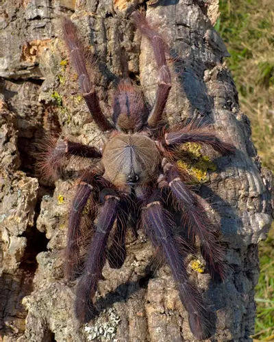 plant/Phormingochilus sp 'Sabah Blue'  (Sabah Blue Tarantula) 1-1.5"-0-thumbnail