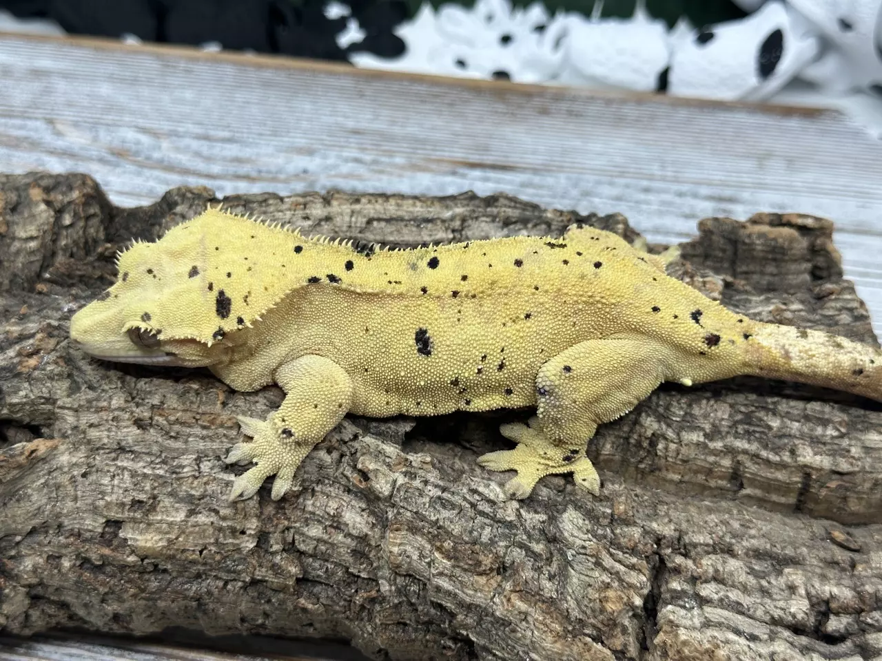 plant/JUNO PROVEN BREEDER FEMALE-1