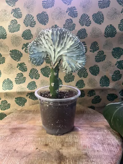 plant/White Mermaid Tail-0-thumbnail