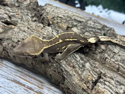 plant/326aR7 16g pseudo/Unsexed Super Emptyback-0-thumbnail