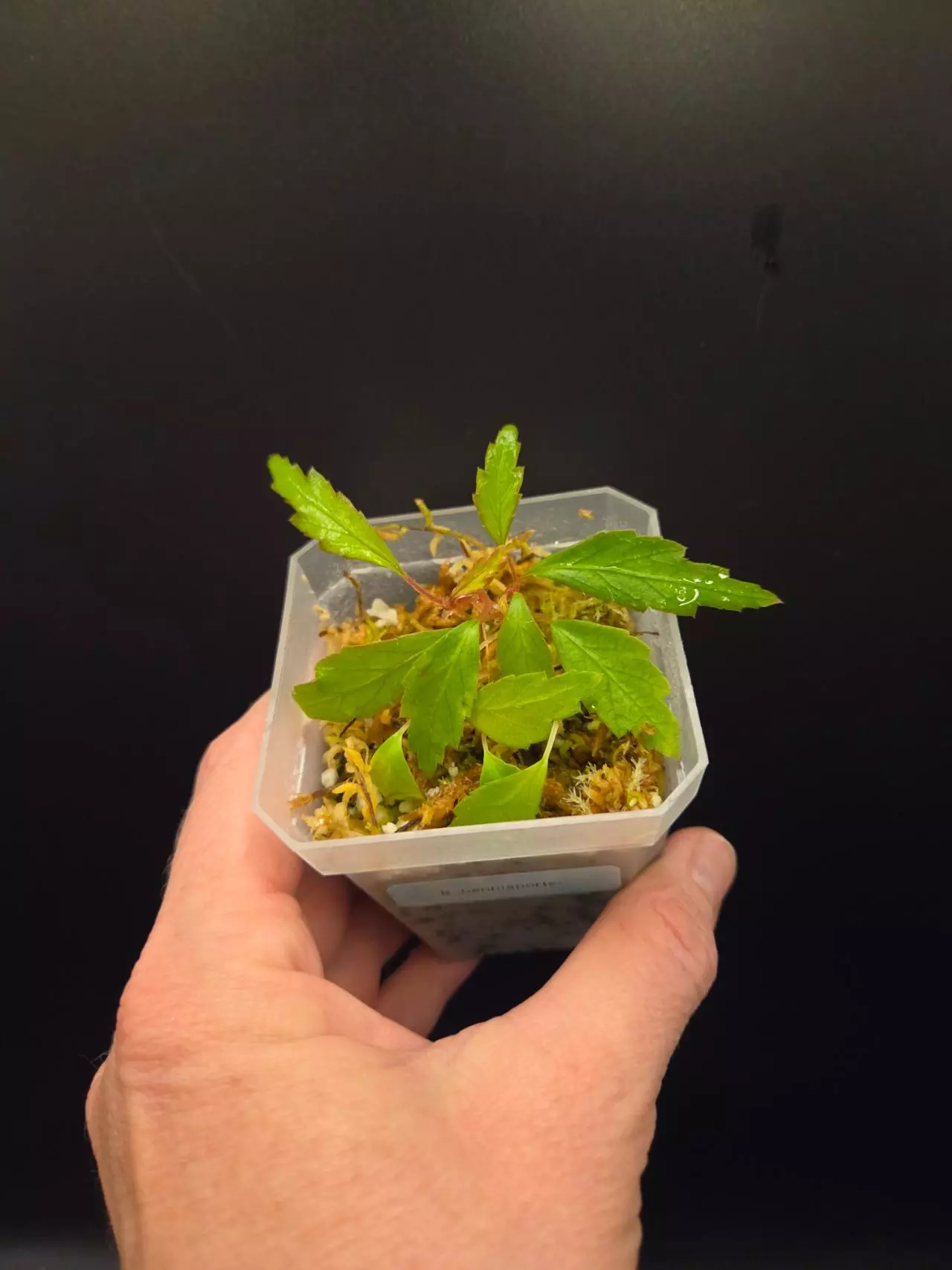 plant/Begonia henrilaportei-0