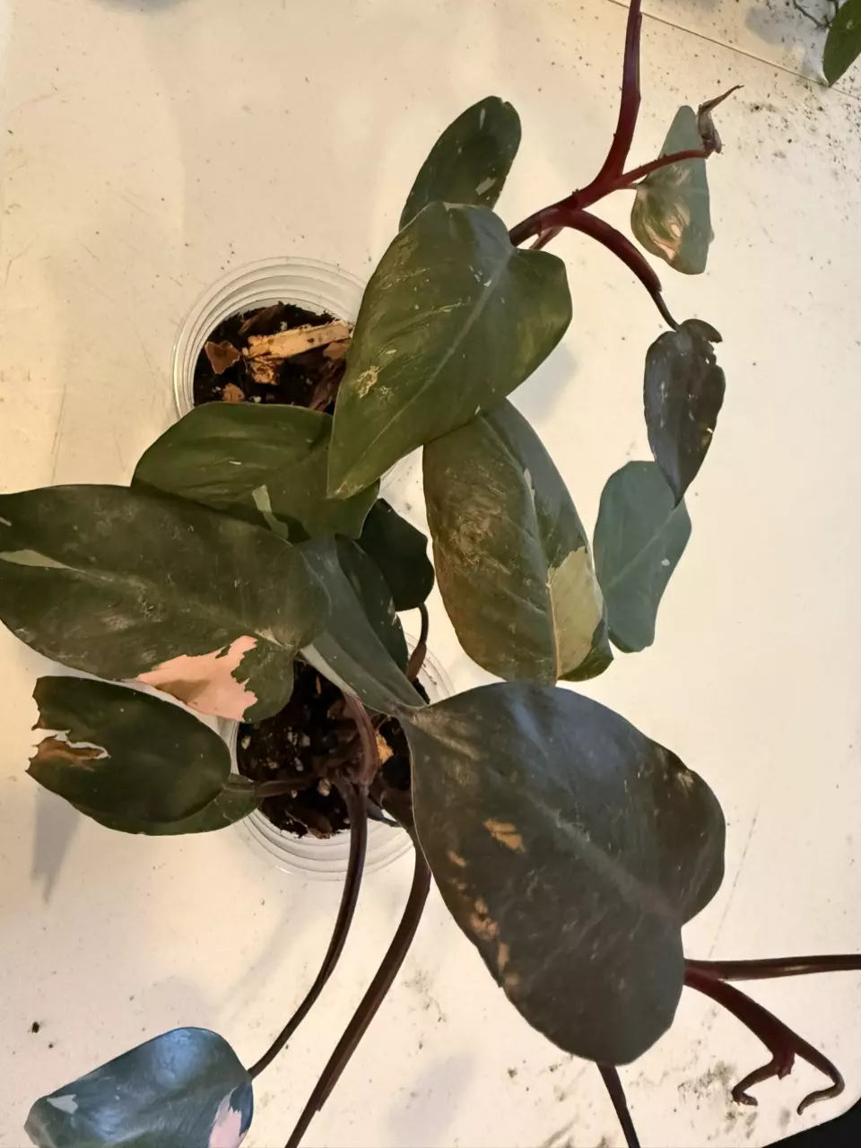 plant/Pink Princess-0