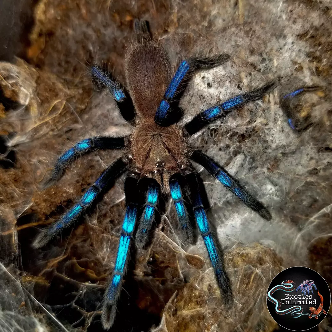 plant/Birupes simoroxigorum (Neon Blue Leg Tarantula) 0.5-0.75-0