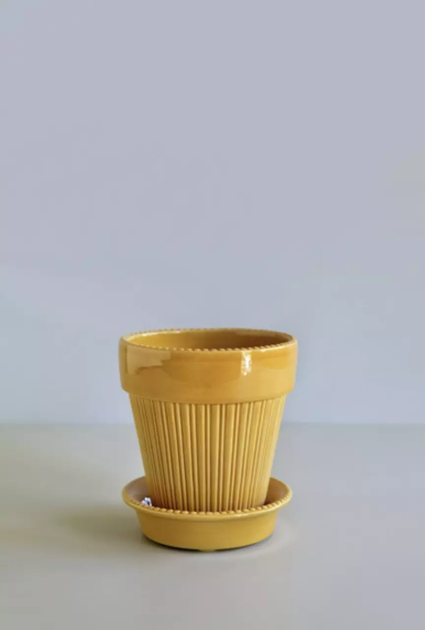 plant/SPECIAL ORDER: Bergs Simona Glazed Amber Yellow 5.5”-0