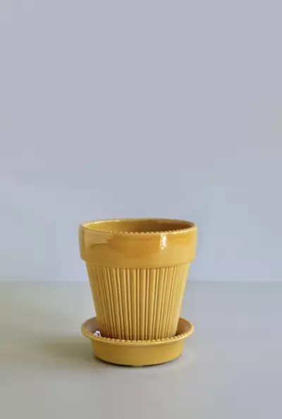 plant/SPECIAL ORDER: Bergs Simona Glazed Amber Yellow 5.5”-0-thumbnail