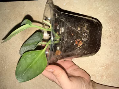 plant/Moonlight Scindapsus - Growers Choice-1-thumbnail