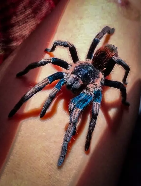 plant/Thrixopelma sp 'Apasanca' Tarantula 0.25-0.5" NEW TO USA-0