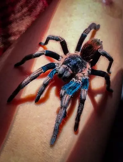 plant/Thrixopelma sp 'Apasanca' Tarantula 0.25-0.5" NEW TO USA-0-thumbnail