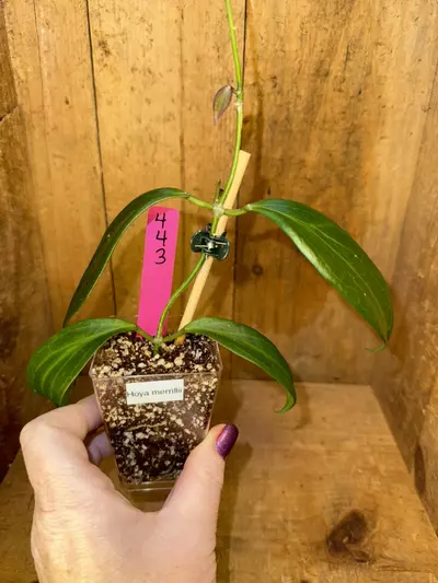 plant/443 Hoya merrillii long leaf-0-thumbnail