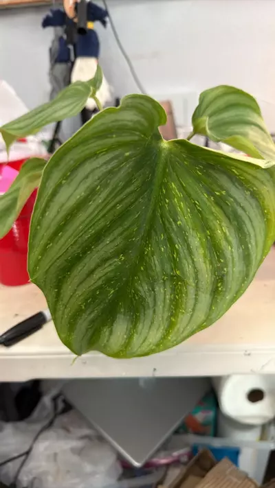 plant/Pasta silver-0-thumbnail