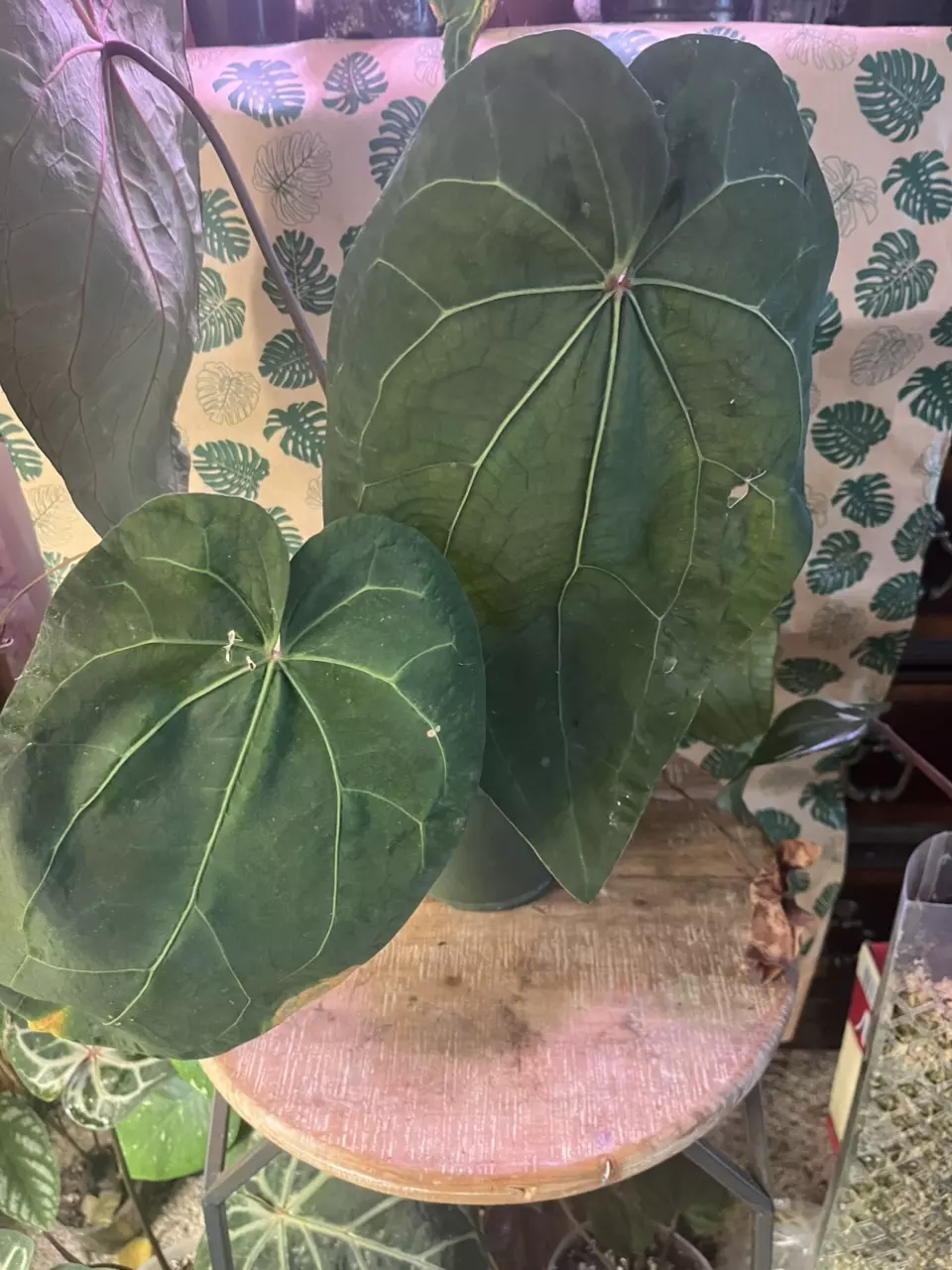 plant/Tezula Aos DF x Tezula Dreamweaver-0