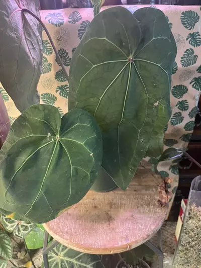 plant/Tezula Aos DF x Tezula Dreamweaver-0-thumbnail