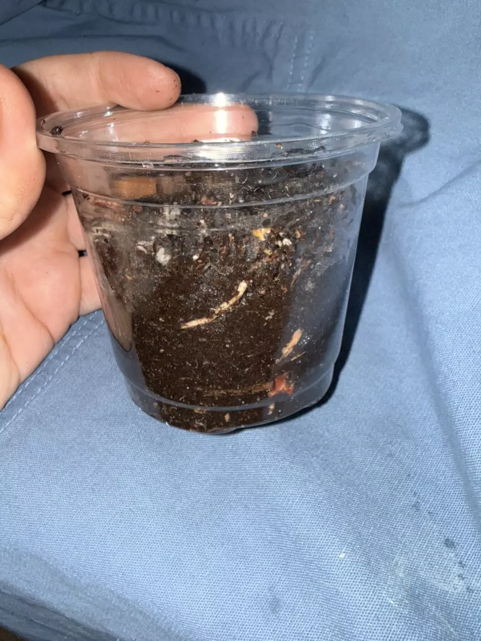 plant/Unlabeled rooted cutting-1