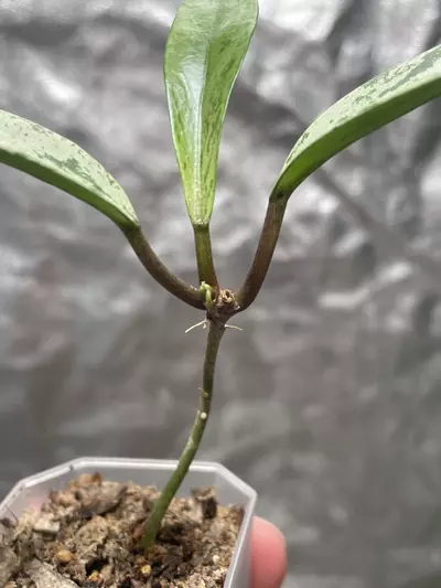 plant/Hoya Pubicalyx Pink Silver Ghost (1)-2-thumbnail