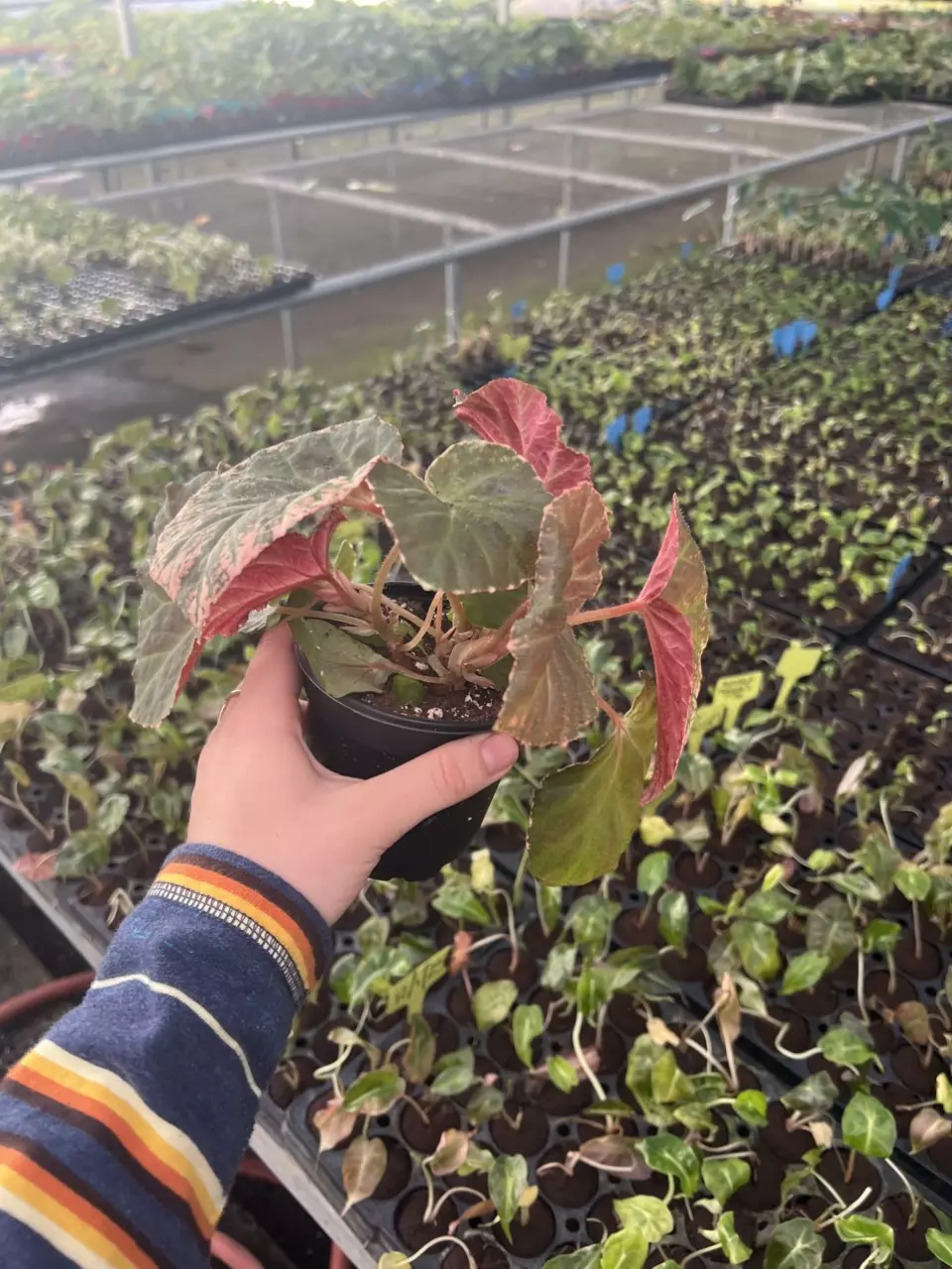 plant/Begonia Midnight Sun 4” pot growers choice-1