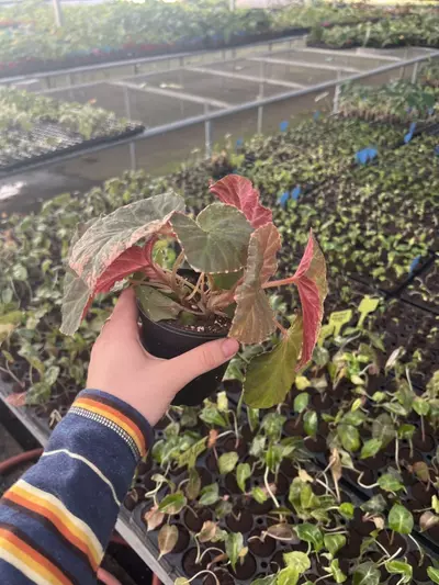 plant/Begonia Midnight Sun 4” pot growers choice-1-thumbnail