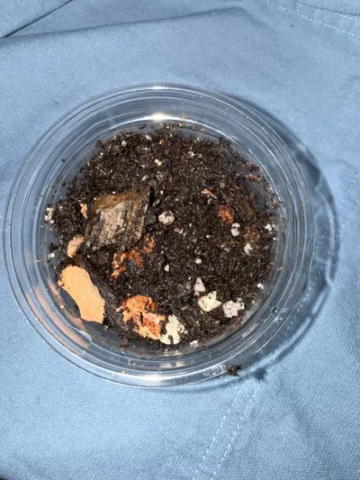 plant/Unlabeled rooted cutting-0-thumbnail