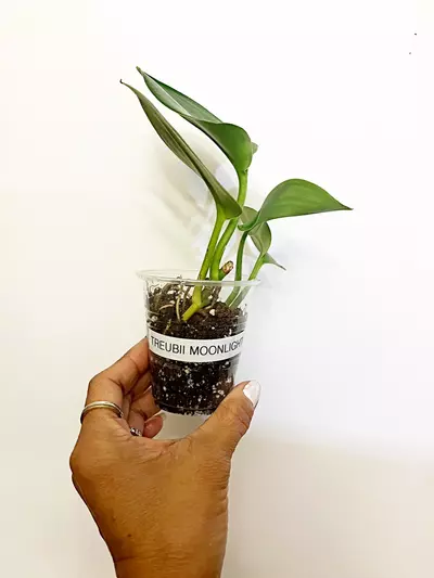 plant/🫟Scindapsus Moonlight(W)-2-thumbnail