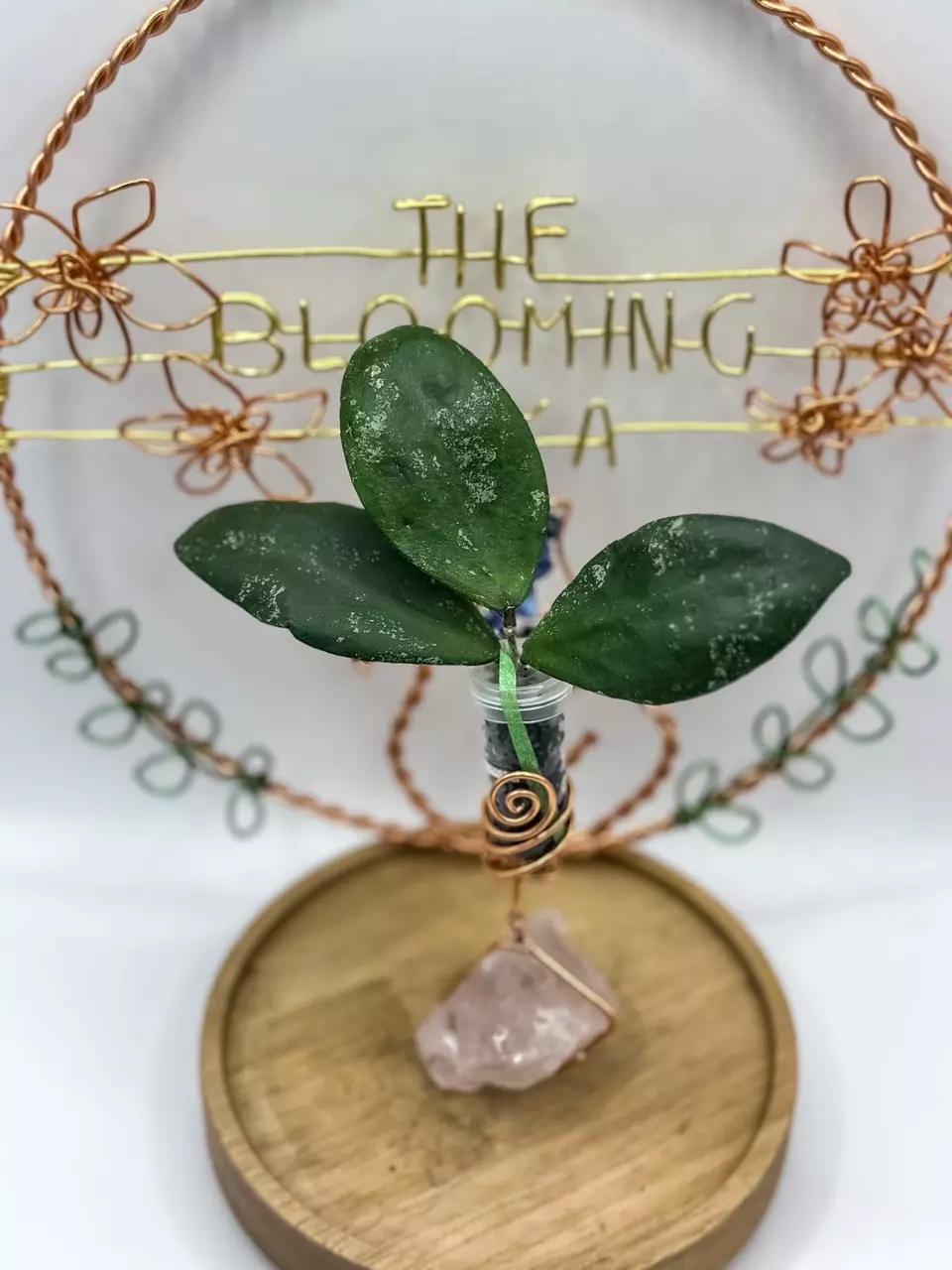 plant/76. Queen Sekedei DD005-0