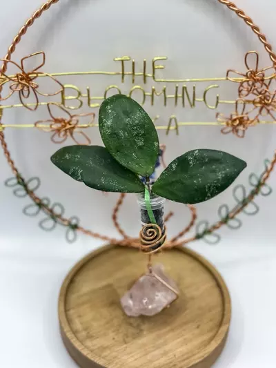 plant/76. Queen Sekedei DD005-0-thumbnail