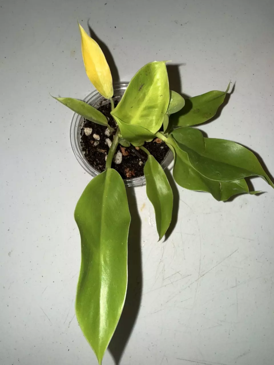 plant/Moonlight Philo-1