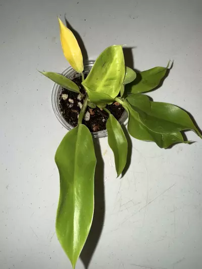 plant/Moonlight Philo-1-thumbnail