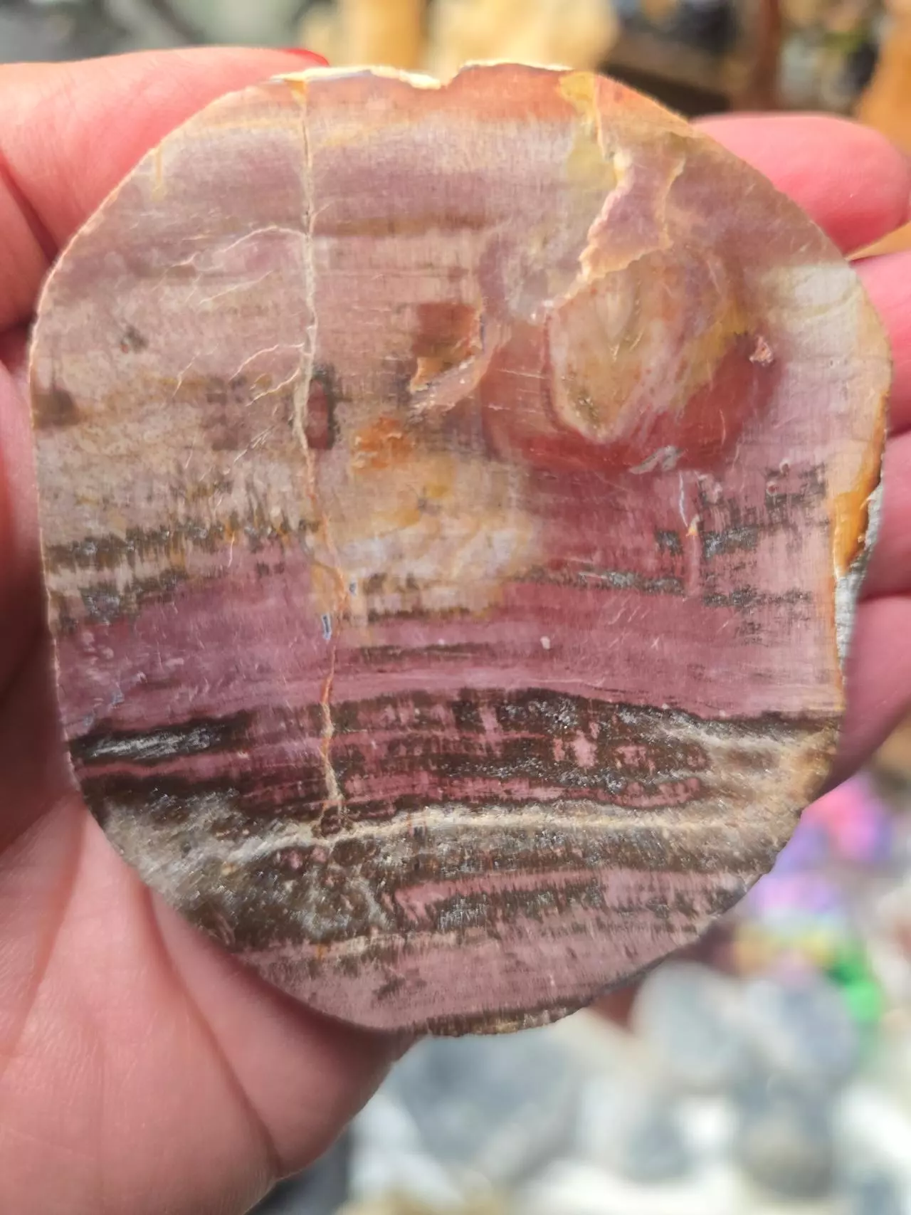 plant/Petrified Wood Slab-0