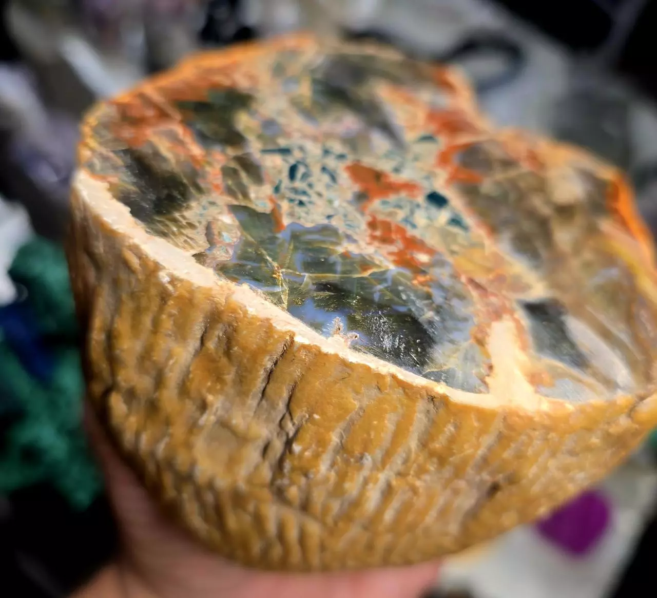 plant/Petrified Wood Branch-1