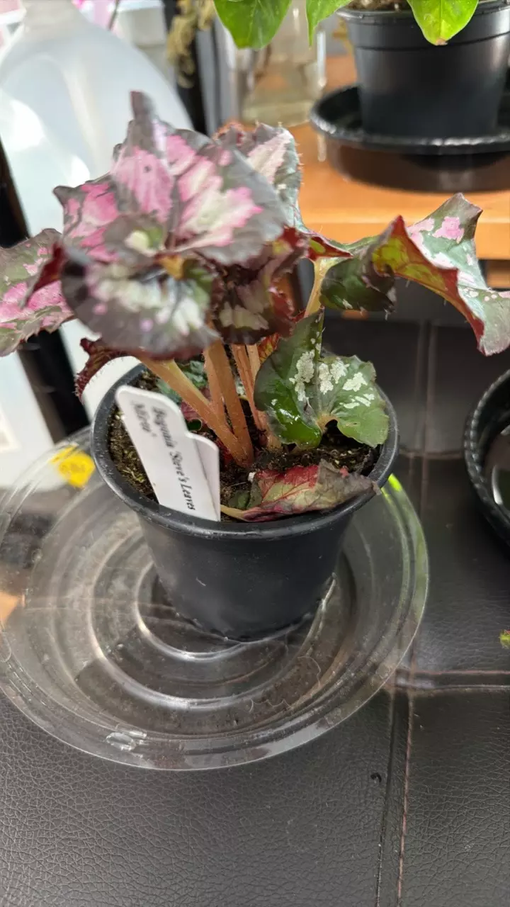 plant/STEVES LEAVES MIRTO-0