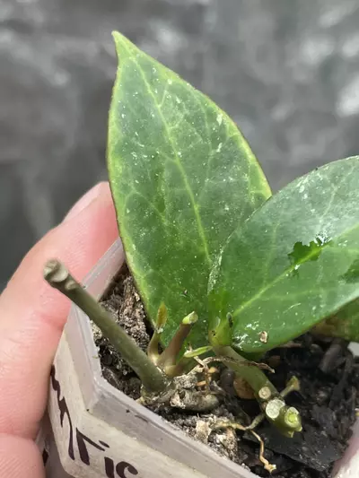plant/Hoya Sunrise (1)-2-thumbnail