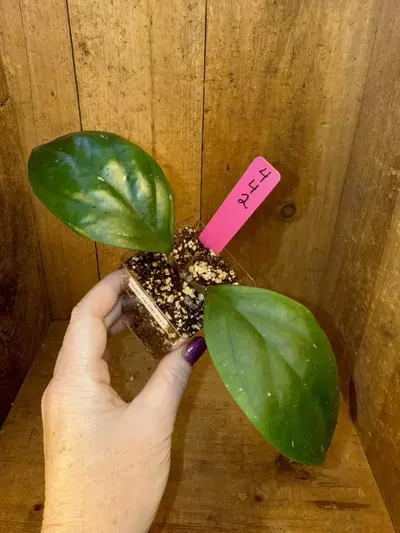 plant/442 Hoya sp RP-017-0-thumbnail