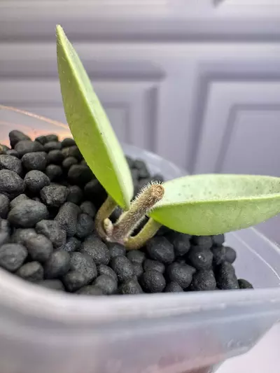 plant/Hoya Mathilde grey fairy-1-thumbnail