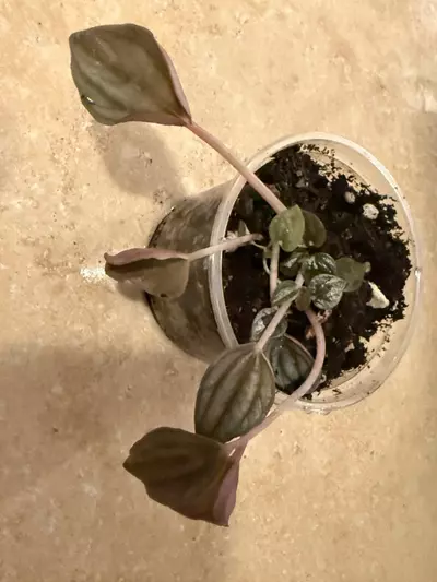 plant/Peperomia caperata - growers choice-0-thumbnail