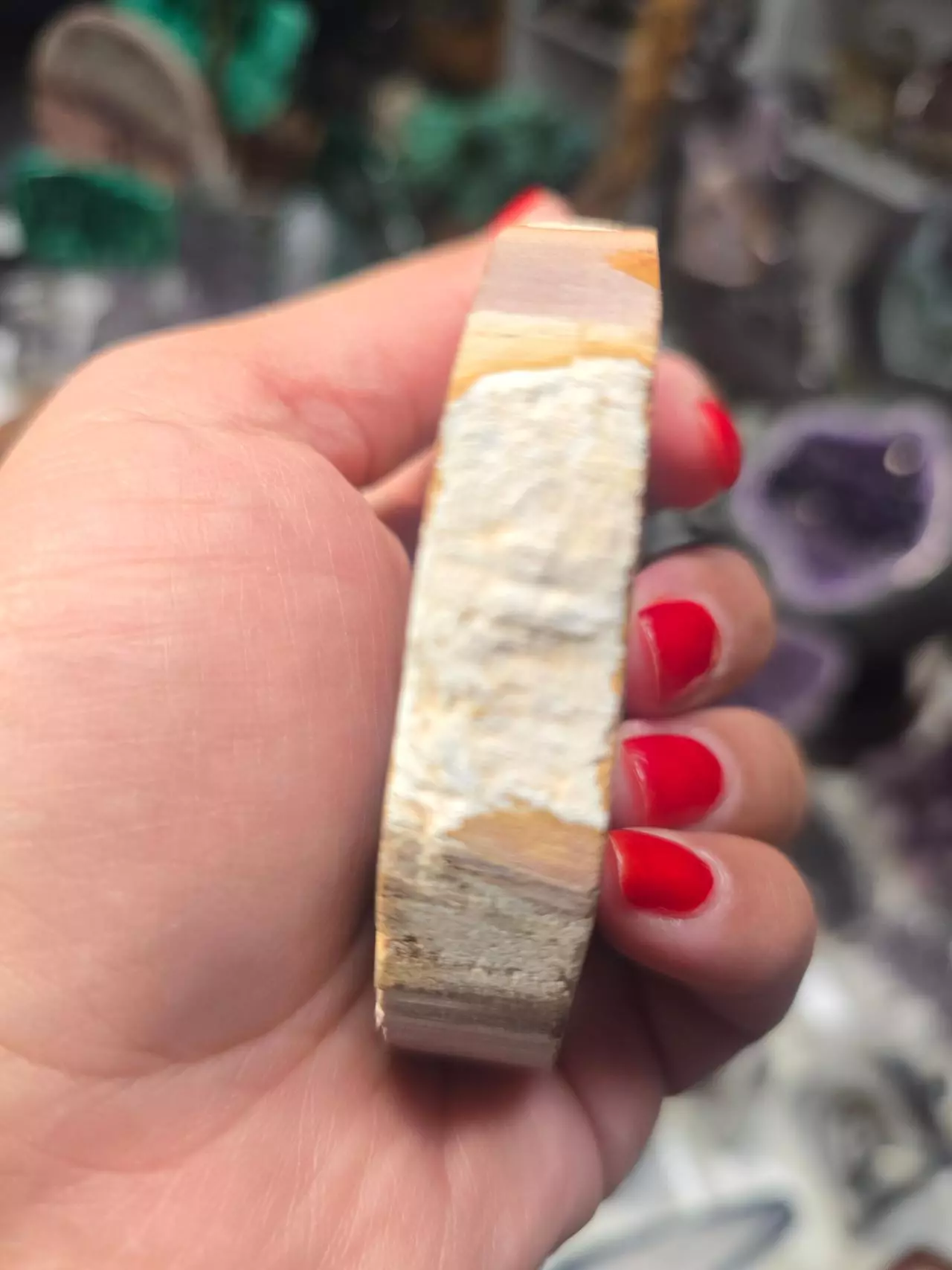 plant/Petrified Wood Slab-1