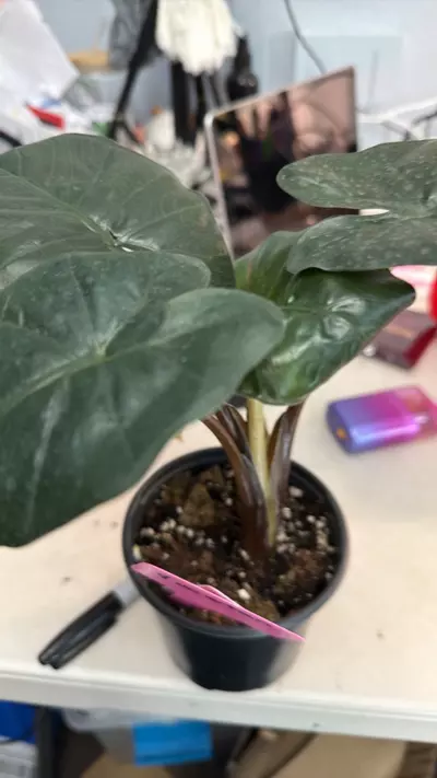 plant/Yucatán-0-thumbnail