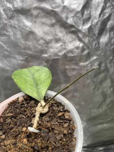 plant/Hoya Chicken Farm (3)-1-thumbnail