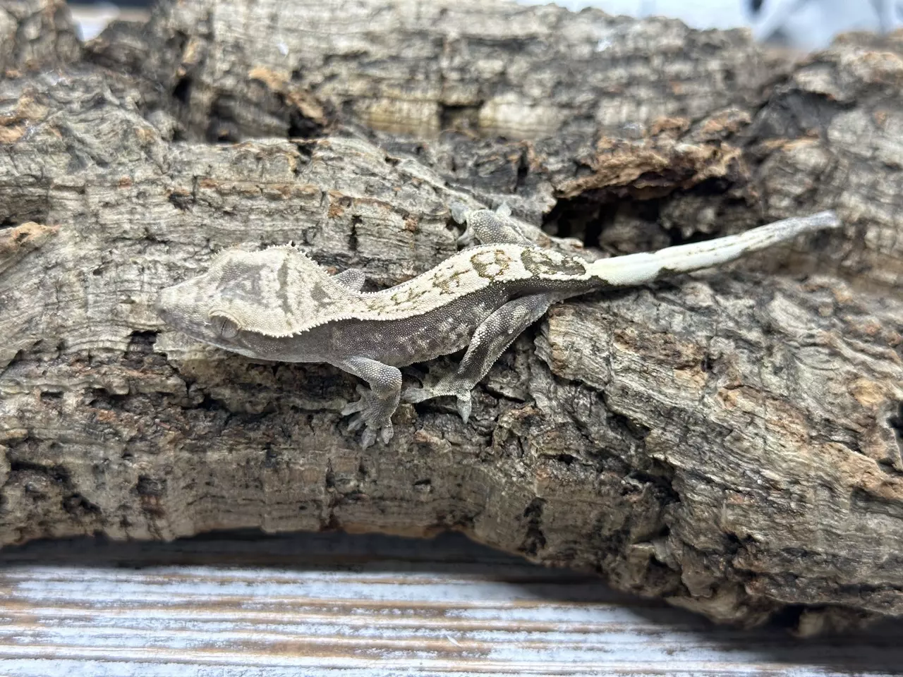 plant/638aR6 SABLE 4g-0