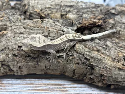 plant/638aR6 SABLE 4g-0-thumbnail