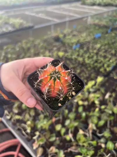 plant/Gymnocalycium Variegated Assorted 2” pot growers choice-4-thumbnail