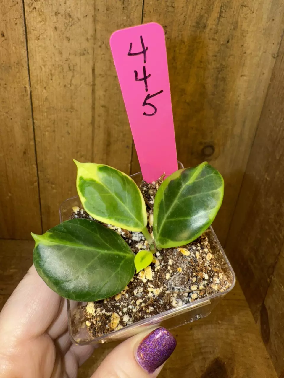 plant/445 Hoya obscura albo- one of my favs!-0