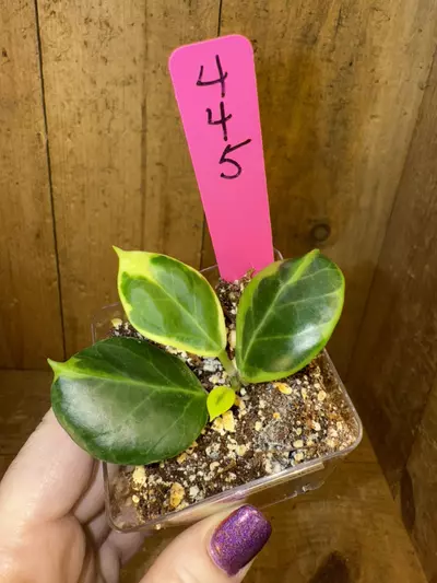plant/445 Hoya obscura albo- one of my favs!-0-thumbnail
