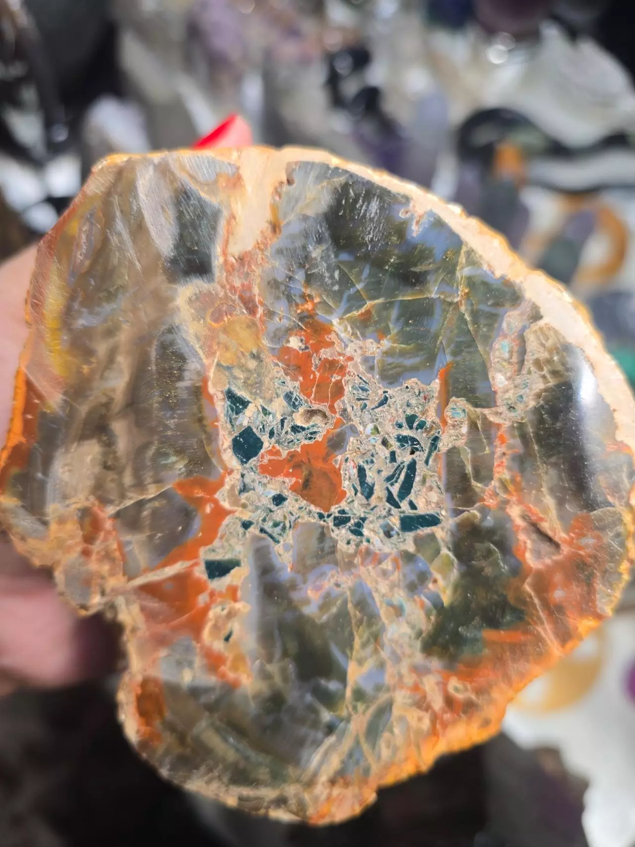 plant/Petrified Wood Branch-0