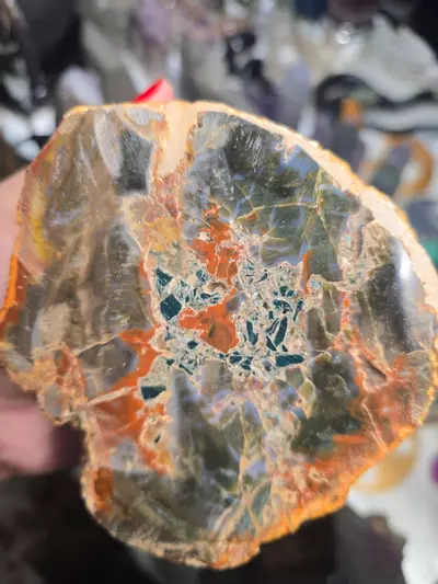 plant/Petrified Wood Branch-0-thumbnail