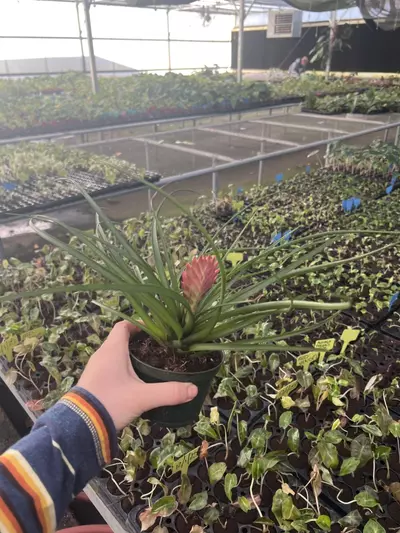 plant/Tillandsia Cyanea 4” pot growers choice-0-thumbnail