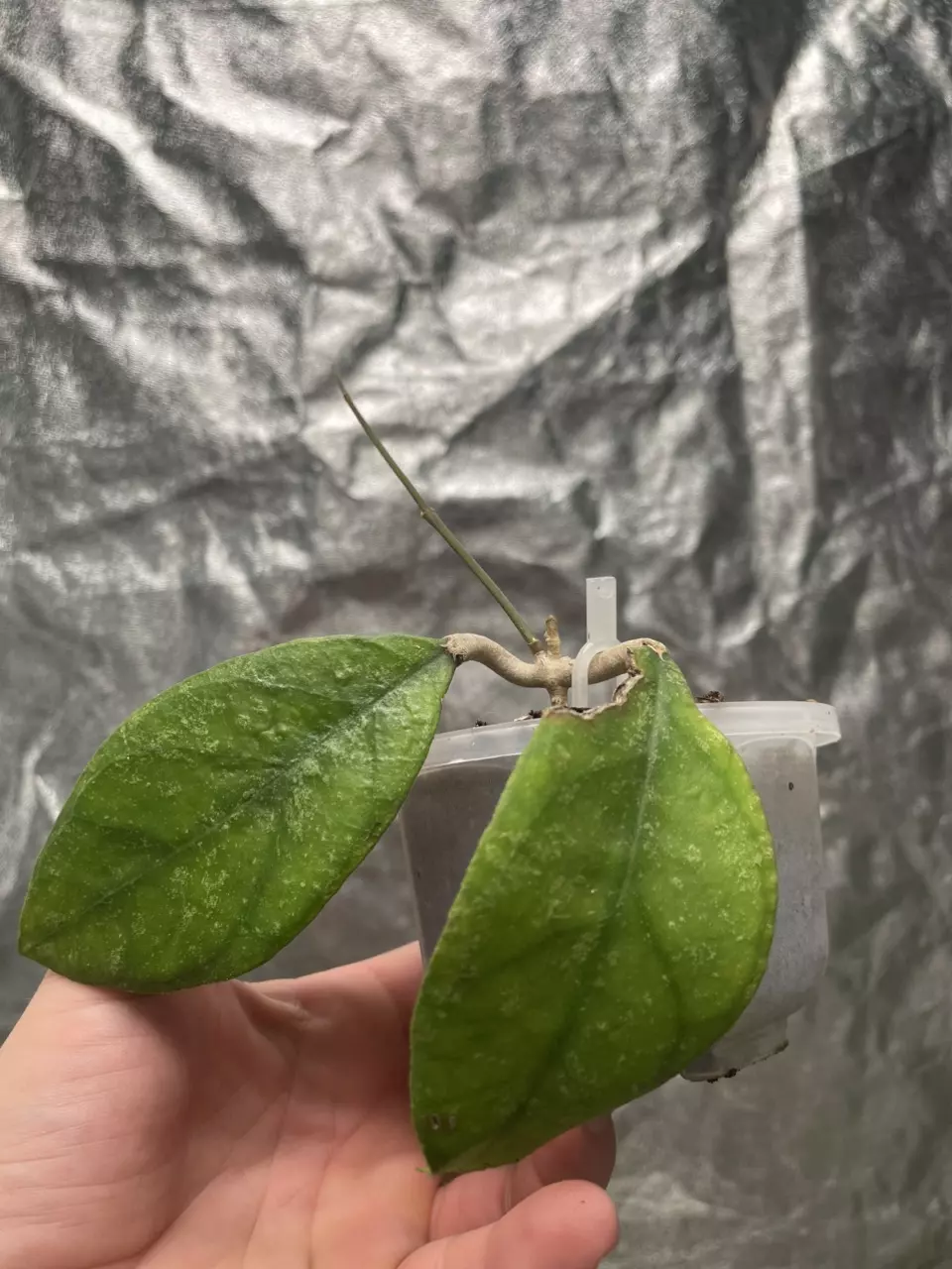 plant/Hoya Chicken Farm (1)-0