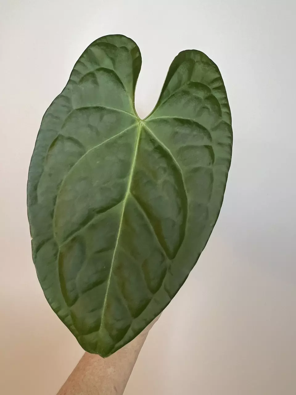 plant/Anthurium David Portilla Dreams ‘Inverse Crossing’ (Luxurians x Forgetii)-0