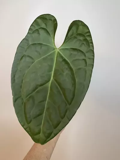 plant/Anthurium David Portilla Dreams ‘Inverse Crossing’ (Luxurians x Forgetii)-0-thumbnail